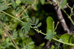 Sticky jointvetch